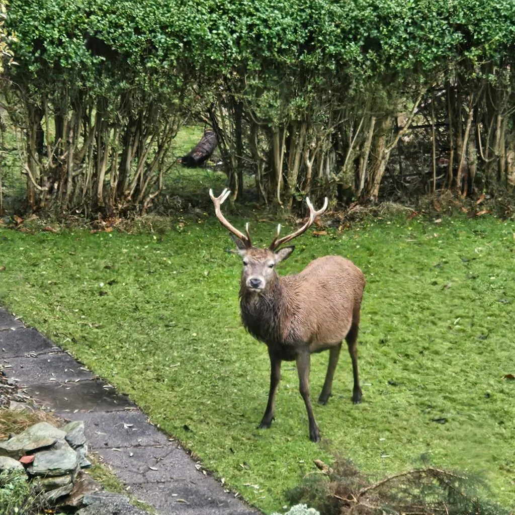 Cheeky Stag in the Garden