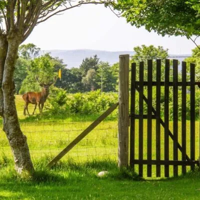 Stag in Golf Course