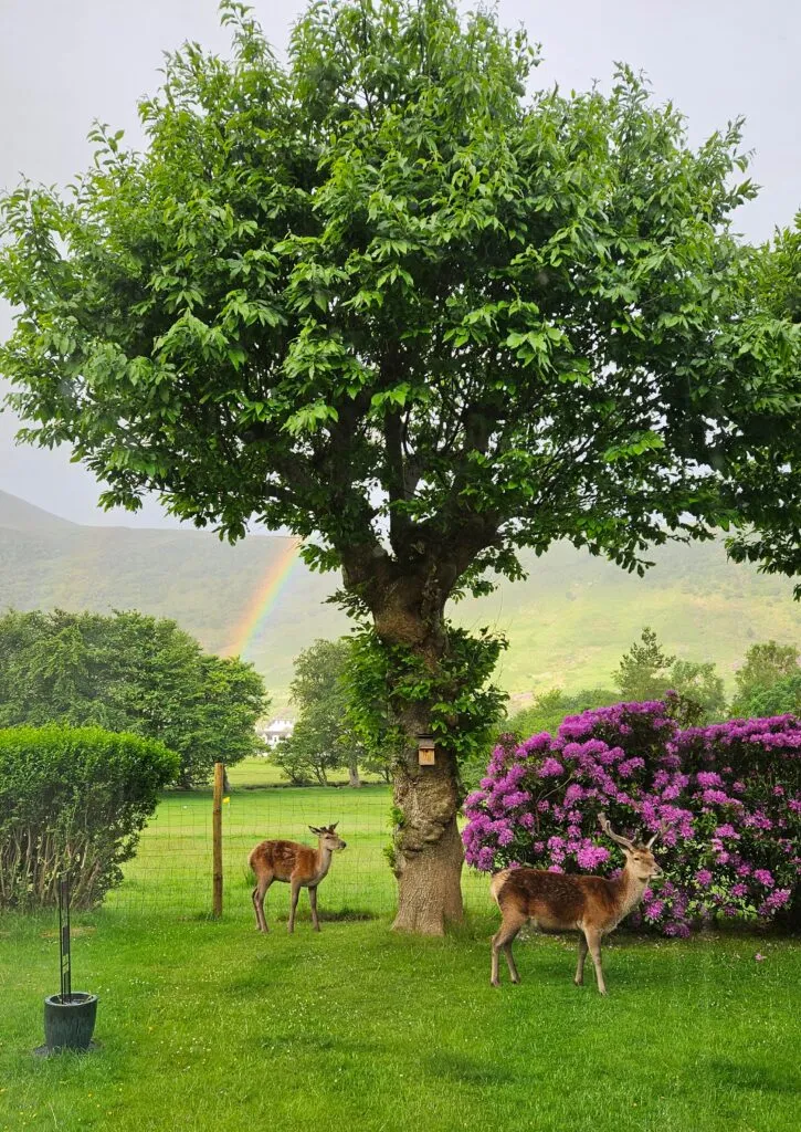 Red Deer Rhododendrons and Rainbows