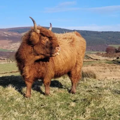 Highland Cow at Machrie