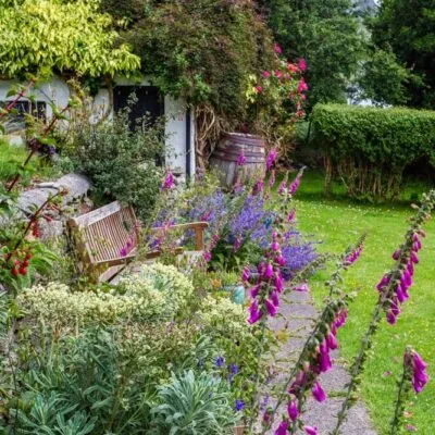 Garden Foxgloves