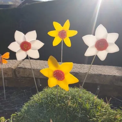 Narcissus