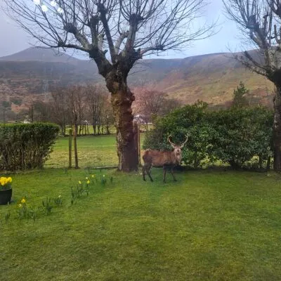 Stag in the Garden