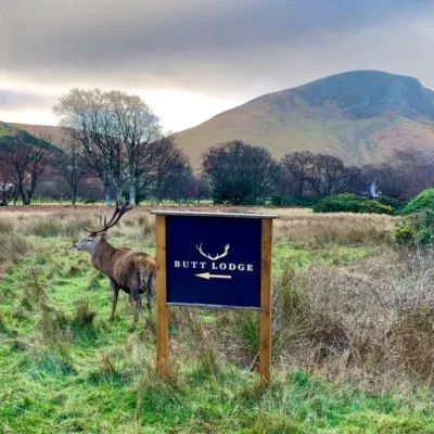 Stag by Sign Post
