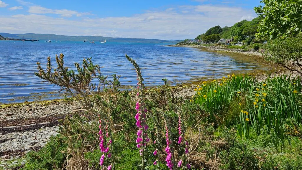 Yellow Irises and Purple Foxgloves along the Bay