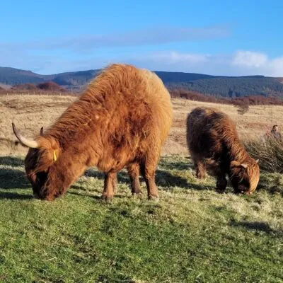 Highland Cow and Calf