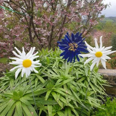 Chrysanthemums