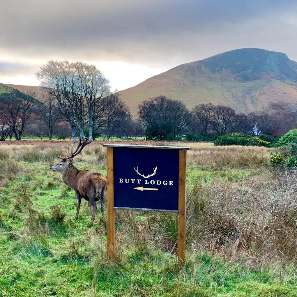 Stag beside our Sign